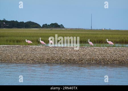 BULLYARD SOUND, South Carolina, Vereinigte Staaten – Eine Gruppe von Rosettenlöffeln (Platalea ajaja) sammelt sich auf einer Bank von ausgemusterten Austernschalen im Lowcountry Waterway des Bullyard Sound, South Carolina. Diese markanten rosa Watvögel sind bekannt für ihre löffelförmigen Schellen, die sie zum Filtern von Futter in flachen Gewässern verwenden. Rosenlöffler sind ein wichtiger Indikator für die Gesundheit der Küstenökosysteme im Südosten der Vereinigten Staaten. Stockfoto