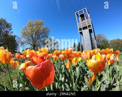 ARLINGTON, Virginia, USA – Tulpen in voller Blüte im niederländischen Carillon in Arlington, Virginia. Die lebhafte Tulpenanzeige unterstreicht die Schönheit dieses Wahrzeichens, das die holländisch-amerikanische Freundschaft symbolisiert und eine beliebte Attraktion im Frühling ist. Stockfoto