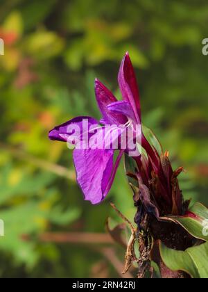 Spätsommerblumen des harzigen, mehrjährigen Ingwers Roscoea purpurea „Royal Purple Group“ Stockfoto