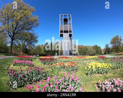 ARLINGTON, Virginia, USA – Tulpen in voller Blüte im niederländischen Carillon in Arlington, Virginia. Die lebhafte Tulpenanzeige unterstreicht die Schönheit dieses Wahrzeichens, das die holländisch-amerikanische Freundschaft symbolisiert und eine beliebte Attraktion im Frühling ist. Stockfoto