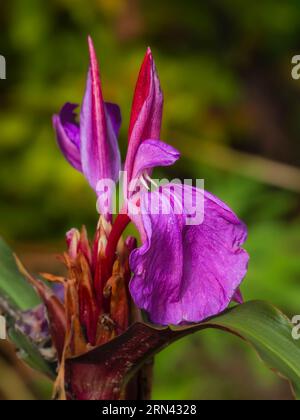 Spätsommerblumen des harzigen, mehrjährigen Ingwers Roscoea purpurea „Royal Purple Group“ Stockfoto