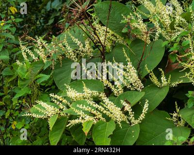 Spätsommerpanicles aus weißen Blüten der kräftigen, harten russischen Rebe Fallopia baldschuanica Stockfoto