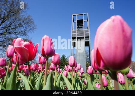 ARLINGTON, Virginia, USA – Tulpen in voller Blüte im niederländischen Carillon in Arlington, Virginia. Die lebhafte Tulpenanzeige unterstreicht die Schönheit dieses Wahrzeichens, das die holländisch-amerikanische Freundschaft symbolisiert und eine beliebte Attraktion im Frühling ist. Stockfoto