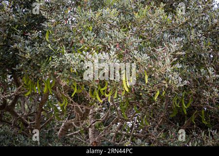 Grüne Johannisbrotkapseln auf dem Baum in der Natur Stockfoto