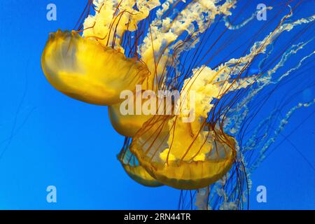Quallen in Tank beleuchtet Translucent Bodies // mehrere Quallen schweben anmutig in einem Tank, ihre lichtdurchlässigen Körper vor blauem Hintergrund beleuchtet. Die Beleuchtung unterstreicht die zarten Merkmale der Qualle, indem sie ihre glockenförmigen Körper und nachlaufenden Tentakeln hervorhebt. Diese Quallen-Gruppe schafft ein faszinierendes Schauspiel, das diese faszinierenden wirbellosen Meerestiere zeigt, die es seit über 650 Millionen Jahren gibt. Stockfoto