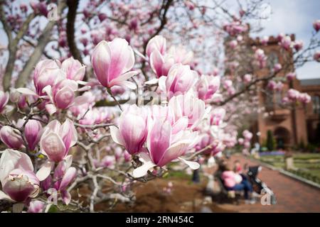 WASHINGTON DC, Vereinigte Staaten – Untertasse Magnolien blühen im Enid A Haupt Garden und bieten eine lebendige Präsentation vor der Kulisse des Smithsonian Castle. Der Garten neben der National Mall ist ein ruhiger Ort für Bewohner und Touristen und zeigt eine große Vielfalt an Pflanzenarten, die für die Region von Bedeutung sind. Ein Teil des Smithsonian Castle ist im Hintergrund zu sehen. Stockfoto