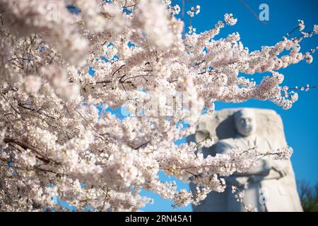 WASHINGTON DC, USA – Kirschblüten bilden den Rahmen für den Martin Luther King Jr. Gedenkstätte während der Blütezeit entlang des Tidal Basin. Die 30 Meter hohe Skulptur Stone of Hope, die Dr. King aus Granit zeigt, steht inmitten der rosafarbenen und weißen Frühlingsanzeige. Die Position der Gedenkstätte zwischen den Jefferson und Lincoln Memorials schafft eine symbolische Ausrichtung des amerikanischen Bürgerrechtsfortschritts. Stockfoto