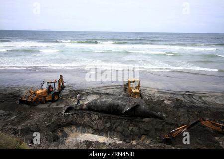TIJUANA, 7. Mai 2015 - Arbeiter begraben einen Grauwal an der Küste von Playas de Tijuana, in Tijuana, Nordwest-Mexiko, 7. Mai 2015. Der 15 Meter und 14 Tonnen schwere Grauwal wurde am Mittwoch tot hier gefunden. Eduardo Jaramillo/NOTIMEX) MEXIKO-TIJUANA-GRAY WHALE-DEATH e NOTIMEX PUBLICATIONxNOTxINxCHN Tijuana 7. Mai 2015 Arbeiter begraben einen Grauwal AN der Küste von Playas de Tijuana in Tijuana im Nordwesten Mexikos 7. Mai 2015 die 15 Meter und 14 Ton Grauwal, was hier AM Mittwoch tot gefunden wurde Eduardo JARAMILLO NOTIMEX mexikanischen Tihale Tod E NOTIMEX PUBLICATIONxNOTxINxCHN Stockfoto