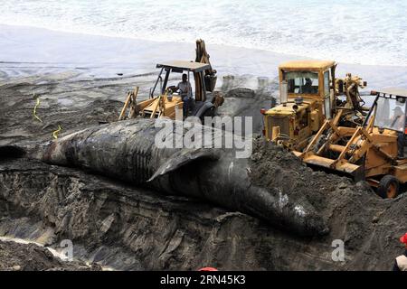 TIJUANA, 7. Mai 2015 - Arbeiter begraben einen Grauwal an der Küste von Playas de Tijuana, in Tijuana, Nordwest-Mexiko, 7. Mai 2015. Der 15 Meter und 14 Tonnen schwere Grauwal wurde am Mittwoch tot hier gefunden. Eduardo Jaramillo/NOTIMEX) MEXIKO-TIJUANA-GRAY WHALE-DEATH e NOTIMEX PUBLICATIONxNOTxINxCHN Tijuana 7. Mai 2015 Arbeiter begraben einen Grauwal AN der Küste von Playas de Tijuana in Tijuana im Nordwesten Mexikos 7. Mai 2015 die 15 Meter und 14 Ton Grauwal, was hier AM Mittwoch tot gefunden wurde Eduardo JARAMILLO NOTIMEX mexikanischen Tihale Tod E NOTIMEX PUBLICATIONxNOTxINxCHN Stockfoto