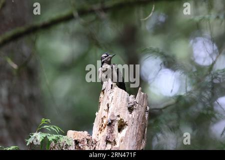 Hair Woodpecker Vancouver Island, British Columbia, Kanada Stockfoto