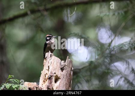 Hair Woodpecker Vancouver Island, British Columbia, Kanada Stockfoto