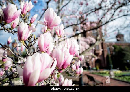 WASHINGTON DC – Untertassen-Magnolien blühen im frühen Frühjahr im Enid A. Haupt Garden. Der Garten im viktorianischen Stil befindet sich auf dem Gelände des Smithsonian Castle, das im Hintergrund sichtbar ist. Diese blühenden Bäume blühen typischerweise mehrere Wochen vor der Hauptsaison der Kirschblüte der Stadt. Stockfoto