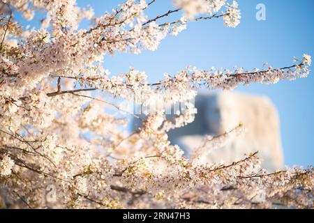 WASHINGTON DC, USA – Kirschblüten bilden den Rahmen für den Martin Luther King Jr. Gedenkstätte während der Blütezeit entlang des Tidal Basin. Die 30 Meter hohe Skulptur Stone of Hope, die Dr. King aus Granit zeigt, steht inmitten der rosafarbenen und weißen Frühlingsanzeige. Die Position der Gedenkstätte zwischen den Jefferson und Lincoln Memorials schafft eine symbolische Ausrichtung des amerikanischen Bürgerrechtsfortschritts. Stockfoto