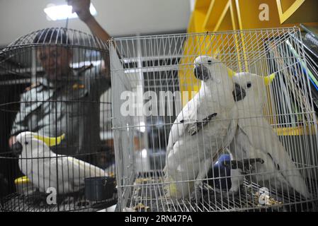 (150511) -- JAKARTA, 11. Mai 2015 -- Gelbkreppige Kakadus werden in Käfigen gesehen, nachdem sie von einem Bürger im Büro des Natural Resources Conservation Center in Jakarta, Indonesien, am 11. Mai 2015 übergeben wurden. Die indonesische Polizei sicherte letzte Woche erfolgreich Dutzende von vom Aussterben bedrohten Kakadus mit Gelbkappen vom illegalen Handel mit Wildtieren. Die indonesische Regierung forderte die Bewohner auf, die Gelbkappen-Kakadus mit Ortungsgeräten wieder in den Wald zu bringen, um ihr Aussterben zu verhindern. INDONESIEN-JAKARTA-GEFÄHRDETE KAKADU Zulkarnain PUBLICATIONxNOTxINxCHN 150511 Jakarta 11. Mai Stockfoto