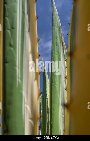 Variegierter Spanischer Dolch oder Yuca gloriosa variegata. Grüne und gelbe Streifen Stockfoto