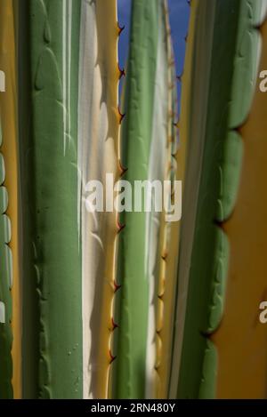 Variegierter Spanischer Dolch oder Yuca gloriosa variegata. Grüne und gelbe Streifen Stockfoto