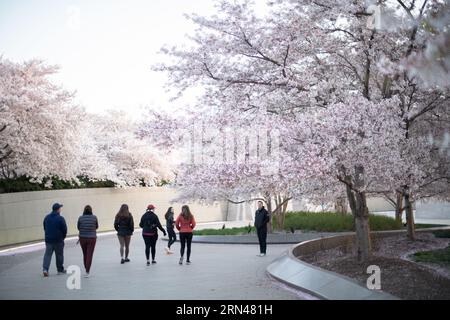 WASHINGTON DC – Kirschblüten blühen entlang der Gänge des Dwight D. Eisenhower Memorial. Dieser Stadtpark, der vom Architekten Frank Gehry entworfen wurde, ehrt den 34. US-Präsidenten und befindet sich in der Nähe der National Mall. Stockfoto