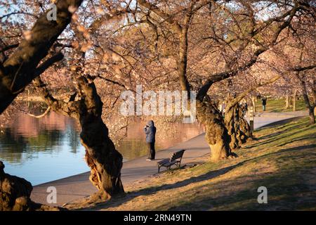 WASHINGTON DC, Vereinigte Staaten – Kirschblüten in voller Blüte Umschlag das Tidal Basin, markiert den Beginn des Frühlings in der Hauptstadt der Nation. Dieses jährliche Ereignis zieht Tausende an und symbolisiert die andauernde Freundschaft zwischen den USA und Japan, ein Geschenk Tokios aus dem Jahr 1912. Stockfoto