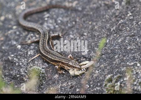 Viviparöse Eidechse (Lacerta vivipara) mit Heuschrecke (Chorthippus apricarius), Emsland, Niedersachsen, Deutschland Stockfoto