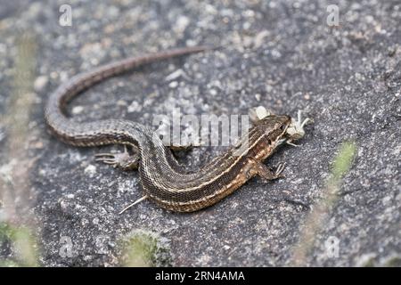 Viviparöse Eidechse (Lacerta vivipara) mit Heuschrecke (Chorthippus apricarius), Emsland, Niedersachsen, Deutschland Stockfoto