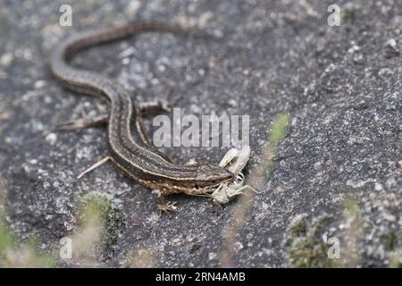 Viviparöse Eidechse (Lacerta vivipara) mit Heuschrecke (Chorthippus apricarius), Emsland, Niedersachsen, Deutschland Stockfoto