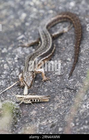 Viviparöse Eidechse (Lacerta vivipara) mit Heuschrecke (Chorthippus apricarius), Emsland, Niedersachsen, Deutschland Stockfoto