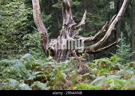 Tote Kupferbuche (Fagus sylvatica), Emsland, Niedersachsen, Deutschland Stockfoto