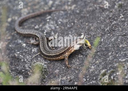 Viviparöse Eidechse (Lacerta vivipara) mit Heuschrecke (Chorthippus apricarius), Emsland, Niedersachsen, Deutschland Stockfoto