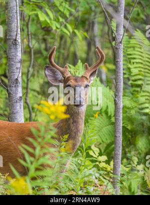 Junge weiß-Buck in Nordwisconsin tailed. Stockfoto