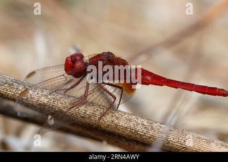 Libelle Crocothemis erythraea thront auf Zweigen in Albufera de Gainaes, Spanien Stockfoto