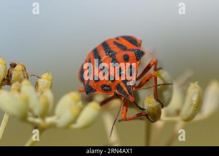 Nahaufnahme einer Graphosoma lineatum-Käfer an Fenchelblüten blassgelb aus Regenmangel. Gaianes, Spanien Stockfoto