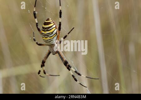 Tigerspinne oder Wespe (Argiope bruennichi) im Netz, die auf Beute wartet. Spanien Stockfoto