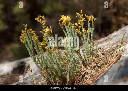 Hypericum ericoides-Pflanze, die am letzten Augusttag in der Sierra de Mariola, Alcoy, Spanien, an Dürre leidet Stockfoto