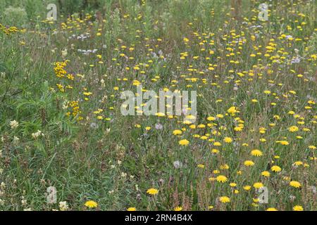 Wildblumenwiese mit Habicht (Hieracium) und Schafgarbe (Achillea millefolium), Emsland, Niedersachsen, Deutschland Stockfoto