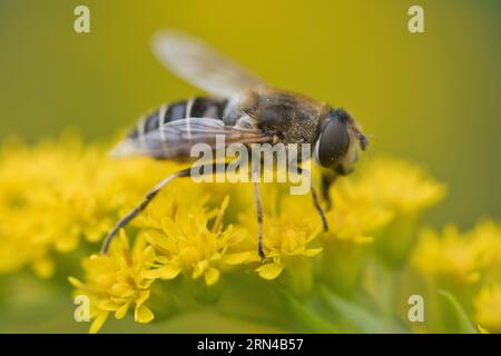 Mittlere Keilflügel-hoverfly (Eristalis interrupta) auf Goldrute (Solidago canadensis), Emsland, Niedersachsen, Deutschland Stockfoto