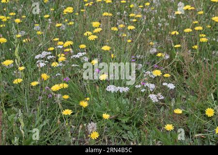 Wildblumenwiese mit Habicht (Hieracium) und Schafgarbe (Achillea millefolium), Emsland, Niedersachsen, Deutschland Stockfoto