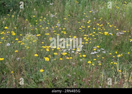 Wildblumenwiese mit Habicht (Hieracium) und Schafgarbe (Achillea millefolium), Emsland, Niedersachsen, Deutschland Stockfoto