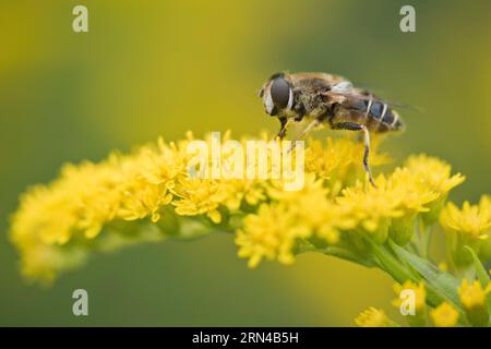 Mittlere Keilflügel-hoverfly (Eristalis interrupta) auf Goldrute (Solidago canadensis), Emsland, Niedersachsen, Deutschland Stockfoto