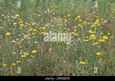 Wildblumenwiese mit Habicht (Hieracium) und Schafgarbe (Achillea millefolium), Emsland, Niedersachsen, Deutschland Stockfoto