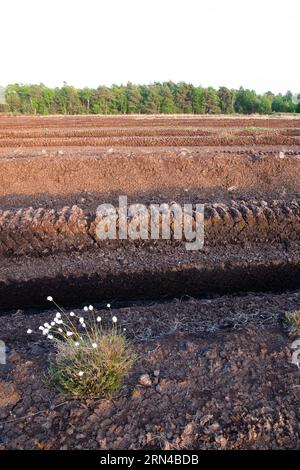 Torfschnitt, riesiges Ausgrabungsgebiet mit trocknenden Torfsoden, im Vordergrund ein einzelnes Hüttengras (Eriophorum vaginatum), Niedersachsen Stockfoto