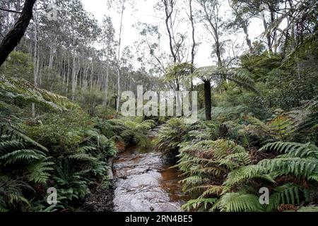 Sydney, Australien. August 2023. Sydney, Australien, 18. August 2023: River in the Blue Mountains-Nationalpark in Sydney, New South Wales, Australien. (Daniela Porcelli/SPP) Credit: SPP Sport Press Photo. Alamy Live News Stockfoto