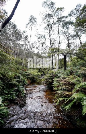 Sydney, Australien. August 2023. Sydney, Australien, 18. August 2023: River in the Blue Mountains-Nationalpark in Sydney, New South Wales, Australien. (Daniela Porcelli/SPP) Credit: SPP Sport Press Photo. Alamy Live News Stockfoto