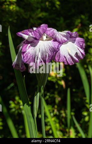 Japanische Wasseririen (Iris ensata) „König der Löwen“ Stockfoto