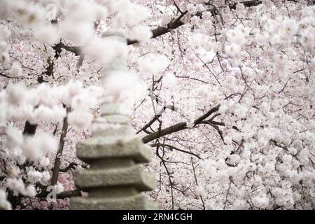 WASHINGTON DC, Vereinigte Staaten – die japanische Pagode steht umgeben von einer blühenden Kirschblüte, ein Beweis für die kulturellen Beziehungen zwischen den USA und Japan. Das in der Nähe des Gezeitenbeckens gelegene Steindenkmal fügt einen Hauch traditioneller japanischer Architektur inmitten des Meeres mit rosa und weißen Blüten hinzu und spiegelt die historische Verbindung zwischen den beiden Nationen wider. Stockfoto