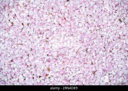 WASHINGTON DC – gefallene Kirschblüten bedecken den Boden in der Nähe des Tidal Basin und signalisieren das Ende der Blütezeit in der Hauptstadt des Landes. Die blühenden Bäume, ein Geschenk aus Japan im Jahr 1912, stehen im Mittelpunkt des jährlichen National Cherry Blossom Festival, das jedes Frühjahr stattfindet. Stockfoto