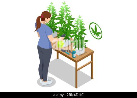 Isometrisch blühende Cannabispflanzen. Pflanzliche Alternativmedizin, cbd-Öl, Pharmazeutische Industrie. Bio-Cannabis-Kräutertee. Kann für verwendet werden Stock Vektor