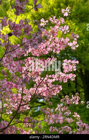 Amerikanischer blühender Hartriegel (Cornus florida 'Rubra'), Stadpark von Lahr, Baden-Württemberg, Deutschland Stockfoto