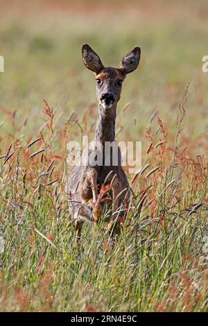 Europäisches Reh (Capreolus capreolus) springt durch die Wiese, Schleswig-Holstein, Deutschland Stockfoto