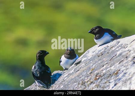 Kleine Auks sitzen auf einem Felsen in Svalbard, Svalbard, Norwegen Stockfoto