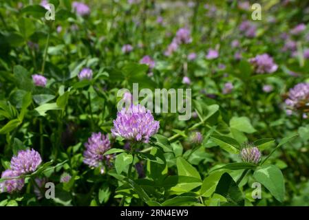 (150519) -- ENSHI, 19. Mai 2015 -- Blumen sind in einem Sinkloch im gebirgigen Xuanen County in der zentralchinesischen Provinz Hubei zu sehen, 19. Mai 2015. Aufgrund der lokalen Karstlandschaft und des feuchten Klimas ist ein mehr als 290 Meter tiefer Sinkloch in Xuanen Heimat für verschiedene Pflanzen und Tiere geworden. Ein vollständiges und originelles Ökosystem wird im Loch gehalten, da es für Menschen schwer ist, reinzukommen. ) (zhs) CHINA-HUBEI-SINKHOLE-LANDSCHAFT (CN) SongxWen PUBLICATIONxNOTxINxCHN 150519 Enshi 19. Mai 2015 Blumen sind Seen in einem Sinkhole im bergigen Xuanen County in der zentralchinesischen Provinz S Hubei 19. Mai 2015 Stockfoto